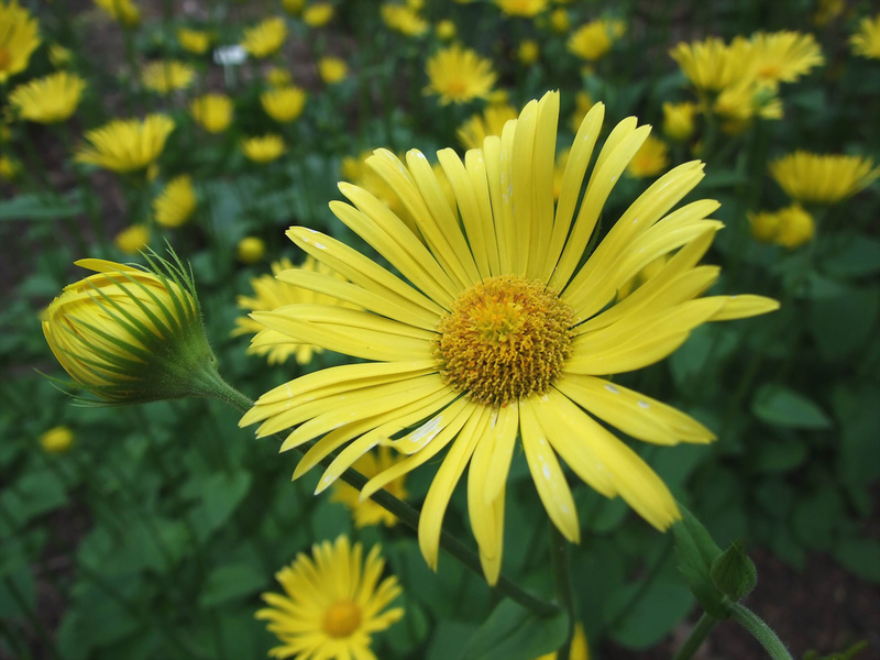 Variétés de fleur doronicum