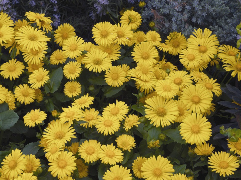 De plek om doronicum te planten