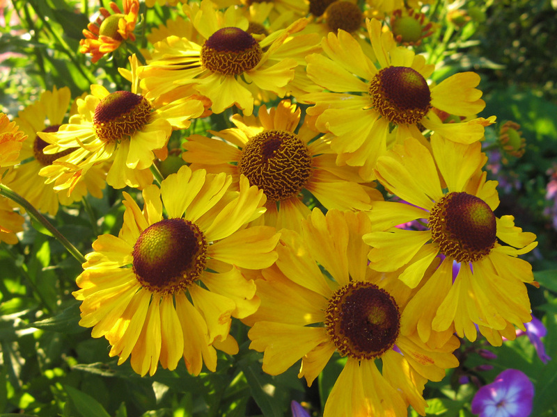 Doronicum - pieni aurinko puutarhassasi