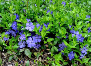 Vlastnosti pestovania periwinkle