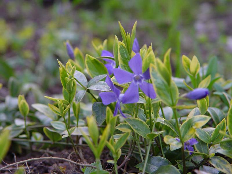 Cara menjaga periwinkle domestik