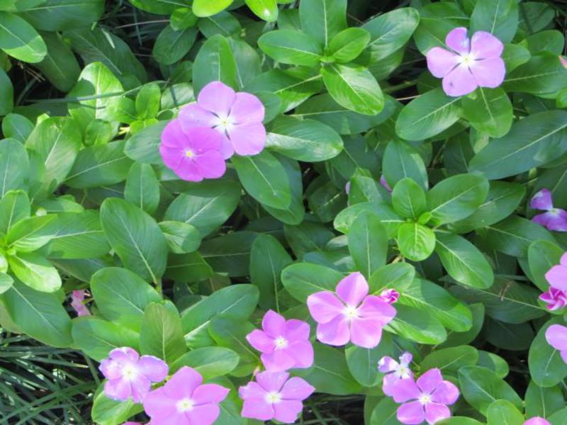 Planta pervinca