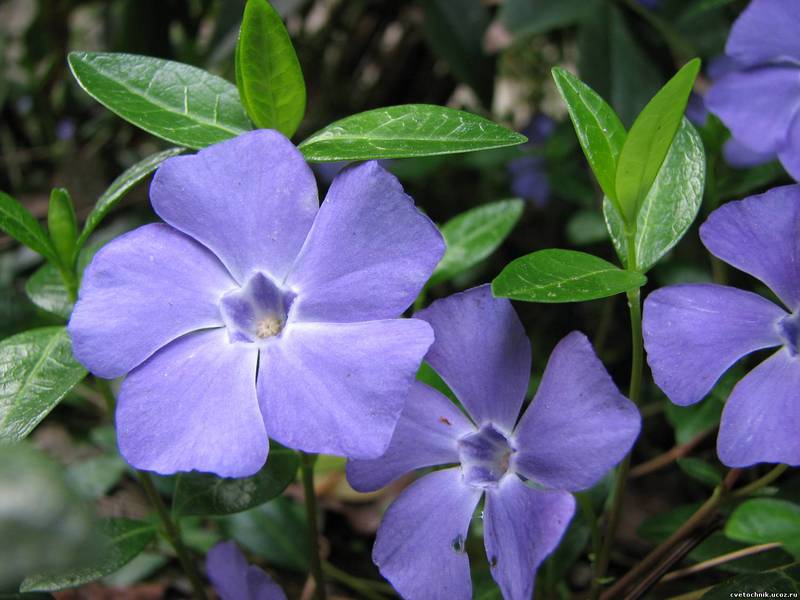 Paglalarawan ng periwinkle na bulaklak