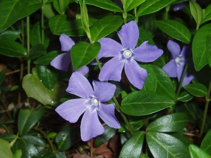 Pervinca