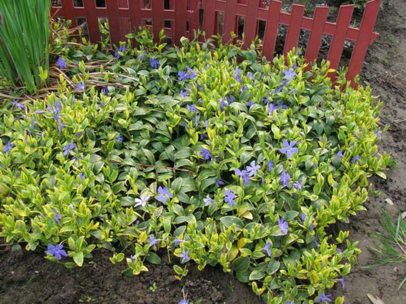 Blomstrende periwinkle