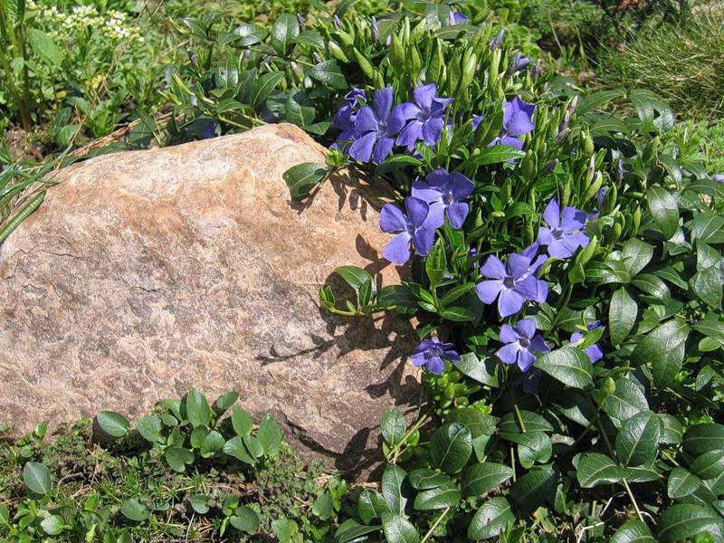 Hvor lenge blomstrer periwinkle