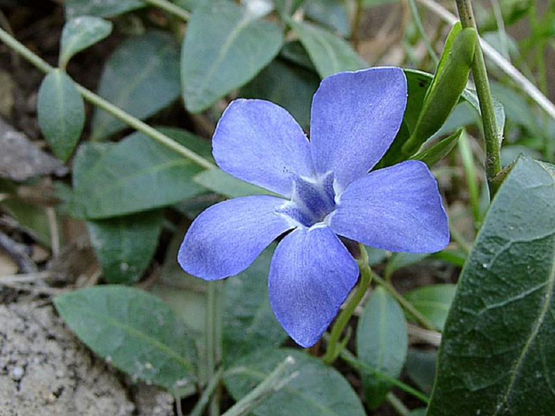 Speciali periwinkle gėlė