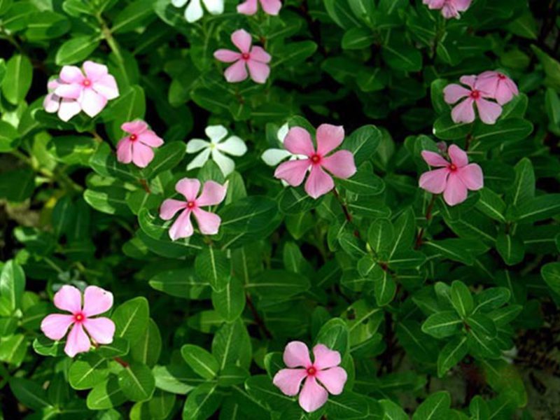 Pervinca