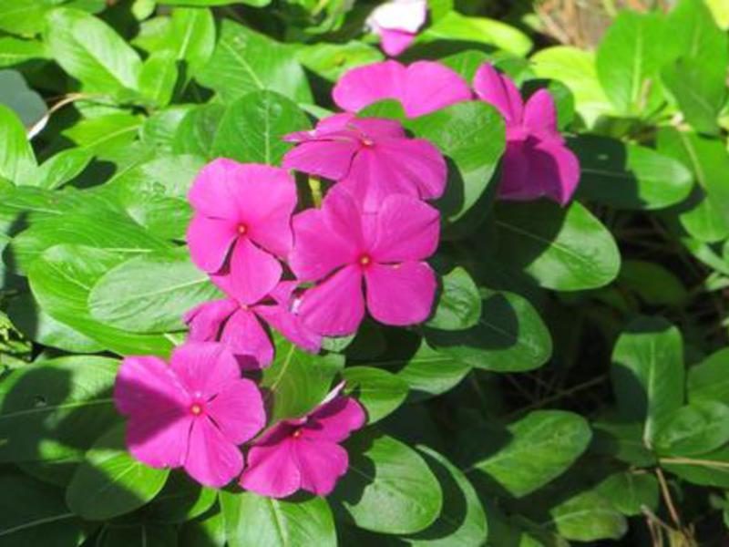 Características gerais do cultivo de pervinca