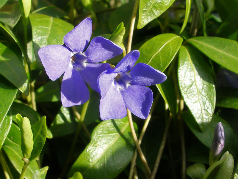 Periwinkle šķirnes un šķirnes