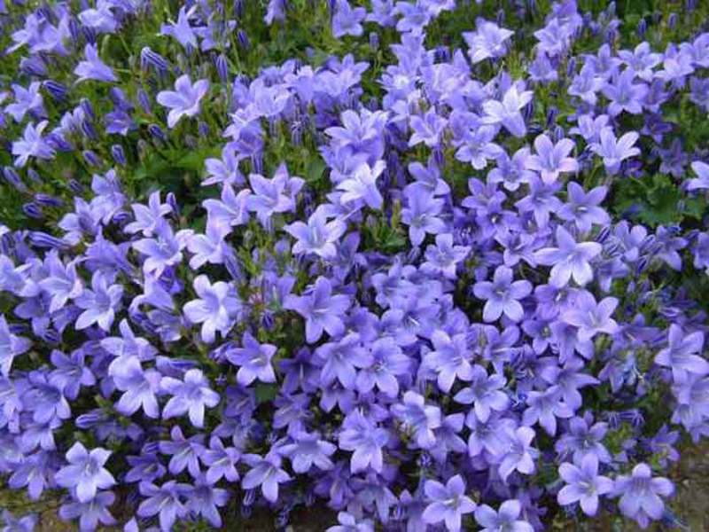 Lumalagong periwinkle