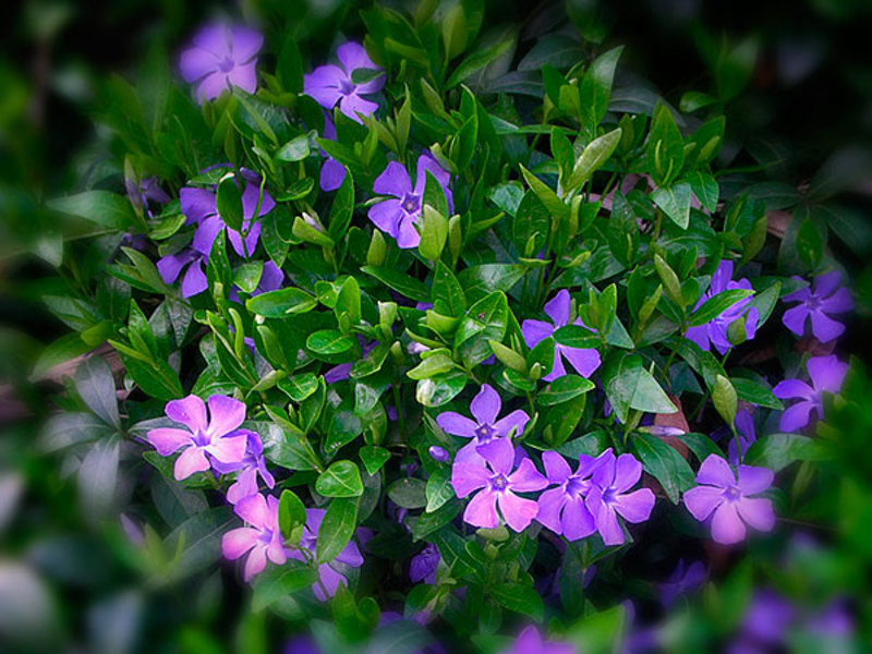 Hvordan plante en periwinkle