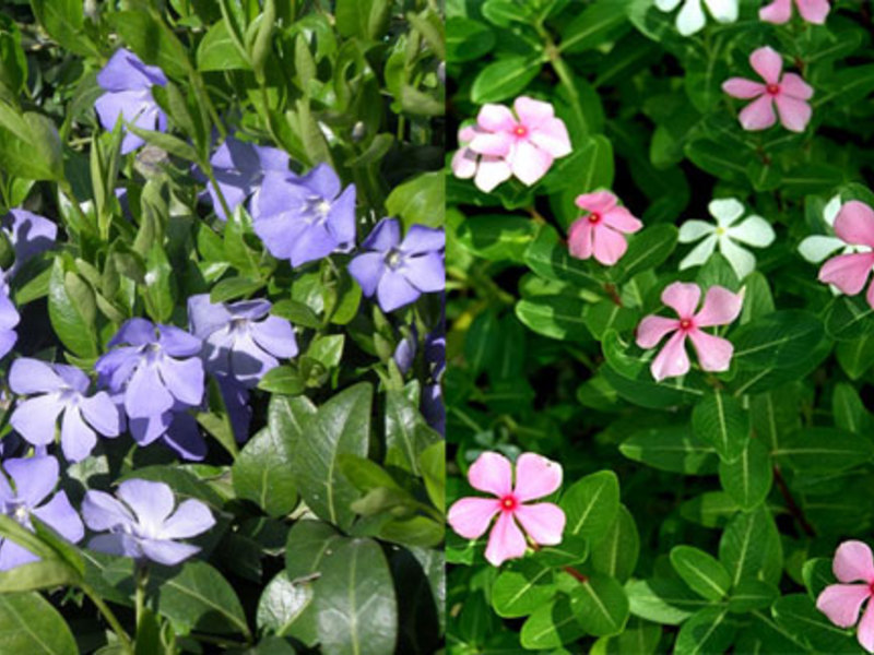 Periwinkle na iba't-ibang bulaklak