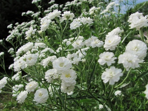 قواعد رعاية Gypsophila