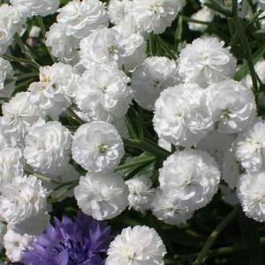 Gypsophila trồng và chăm sóc lâu dài