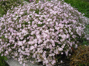 Mihin istuttaa gypsophila