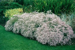 Hvem kan skade veksten av gypsophila