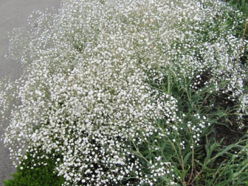 Kleine bloemen van gypsophila