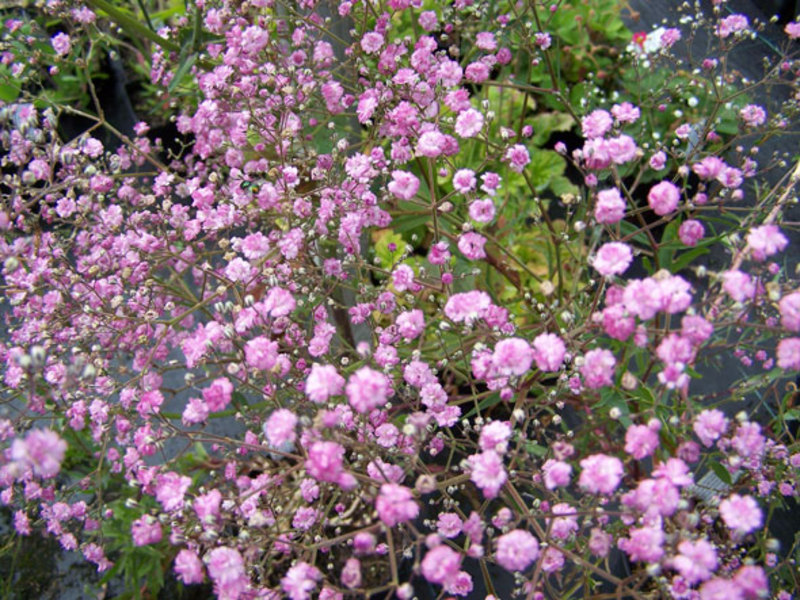 Bunga taman putih Gypsophila