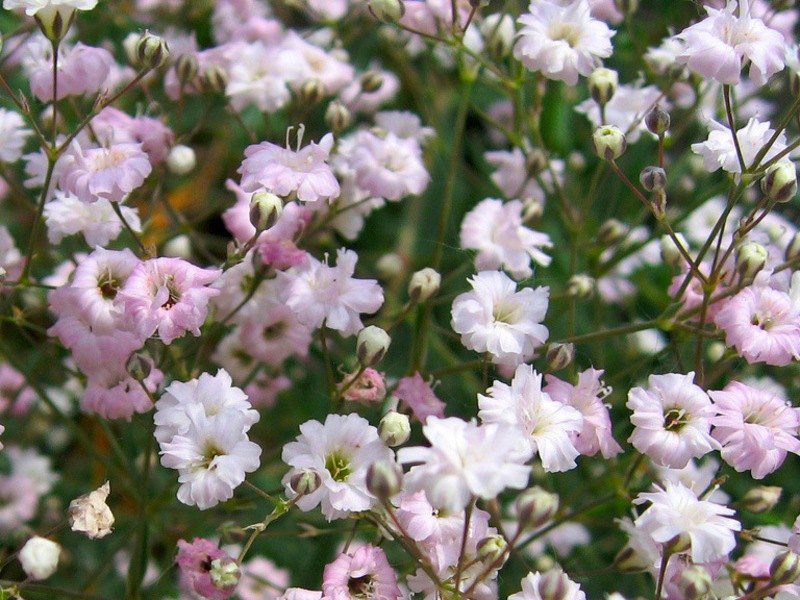 Soorten gypsophila