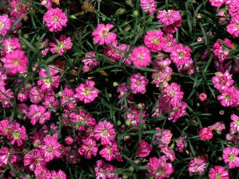 Gypsophila Langzeitanbau und Pflege