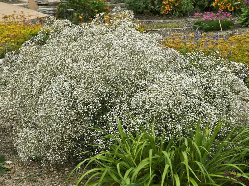 Decorazione del giardino con gipsofila