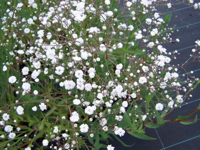 Types de gypsophile