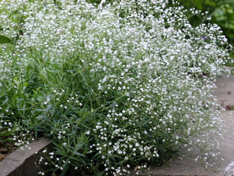 Kenmerken van de gypsophila-bloem