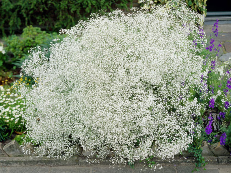 Gypsophila water geven