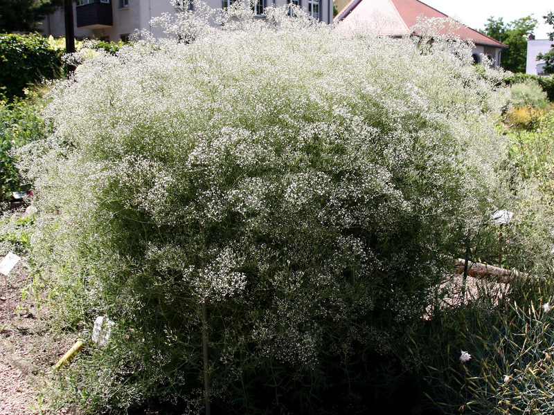 Où planter du gypse