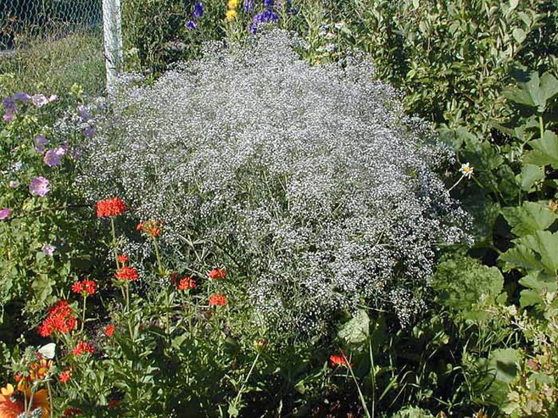 Gypsophila được sử dụng như thế nào