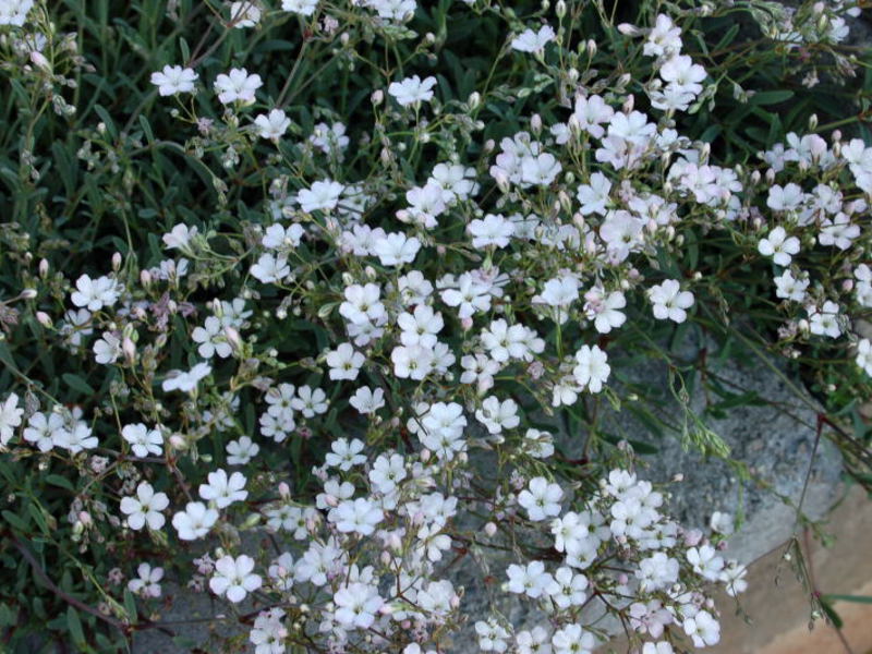 Gypsophila-kasvin käyttö