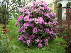 Winter hardy rhododendrons