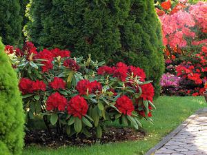 Wie man Rhododendren züchtet