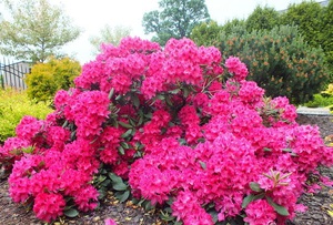 Soorten rododendrons