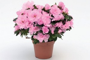 Hvordan man dyrker azalea