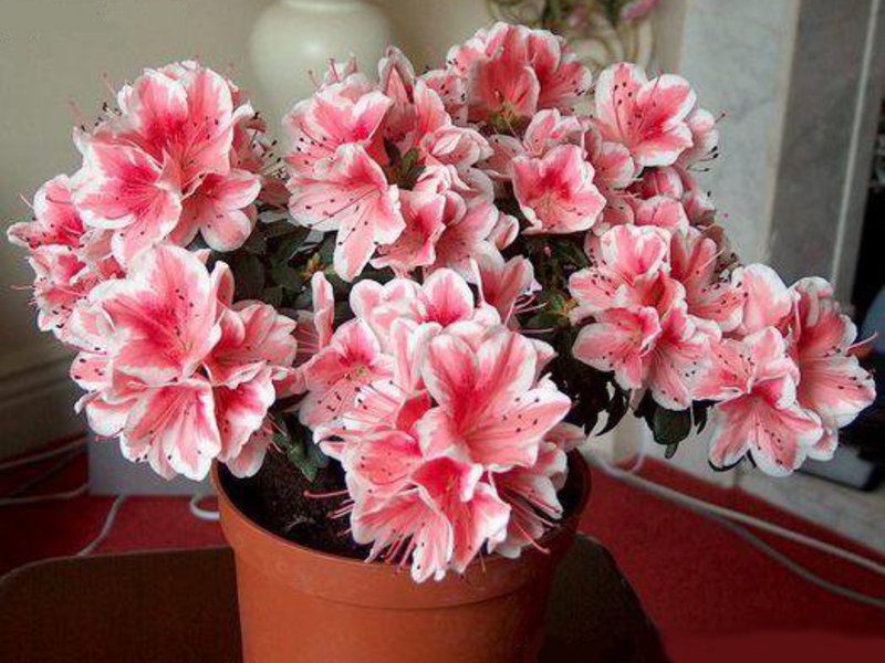 How to water an azalea