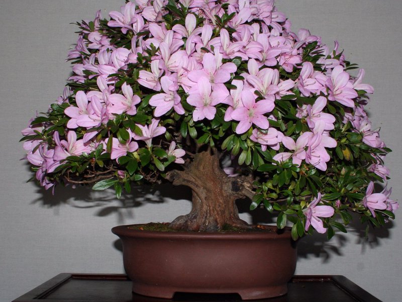 Hvorfor azalea ikke blomstrer