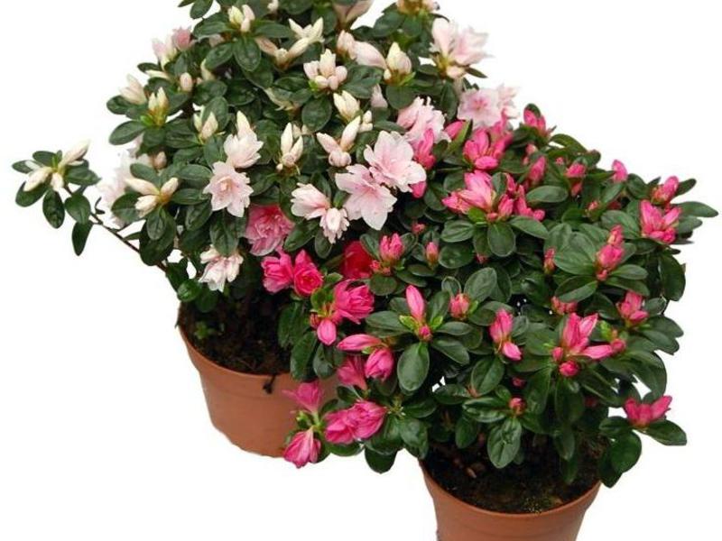 Azalea is one of the most attractive flowers