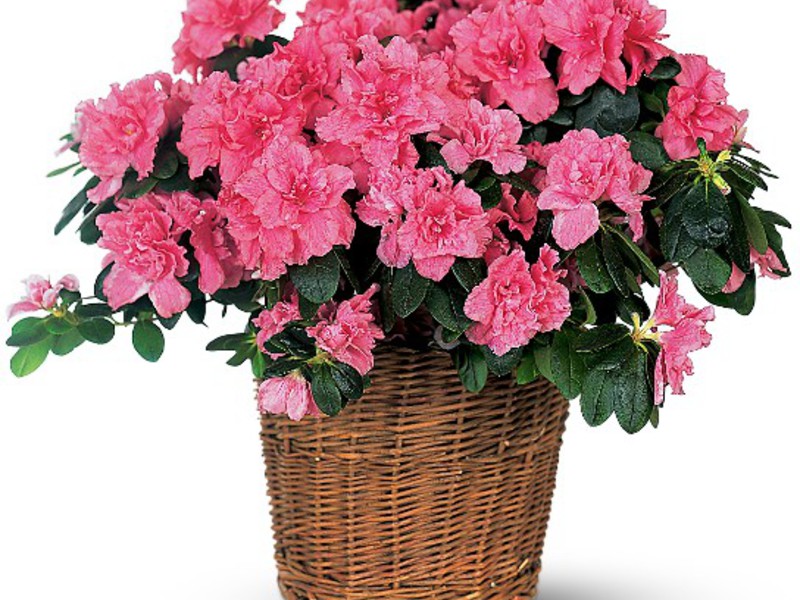 House plant azalea