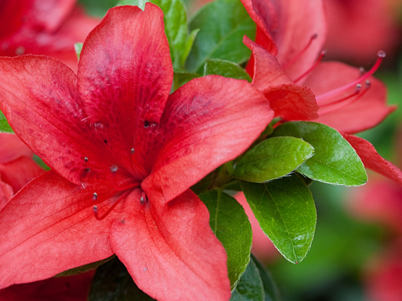 Cómo cultivar una azalea