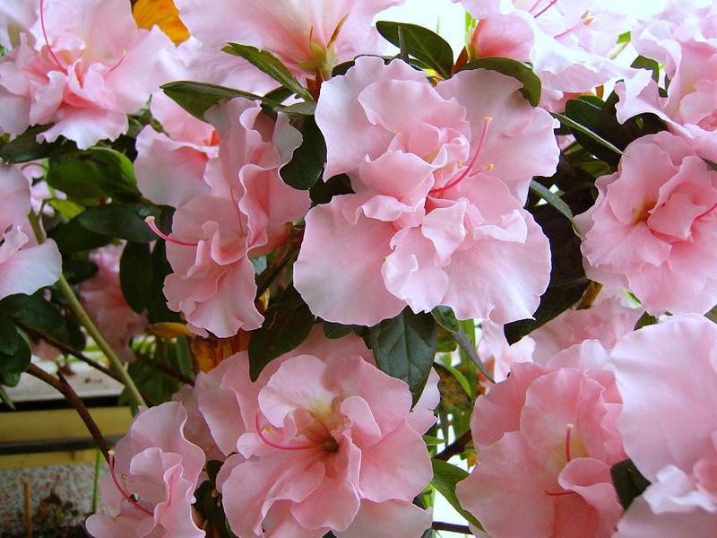 Características de las azaleas japonesas de interior