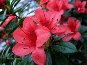 Descripción de las flores de azalea de interior.