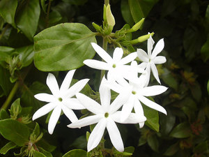 Growing a jasmine plant - caring for this shrub