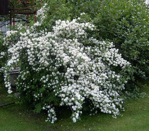 Kako uzgajati jasmin