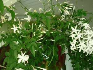 Lumalagong jasmine