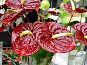 Anthurium auginimas ir priežiūra