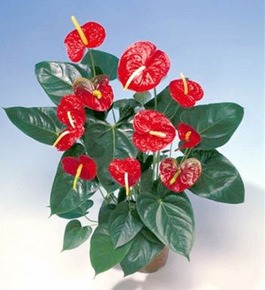 Männliches Blüten-Anthurium