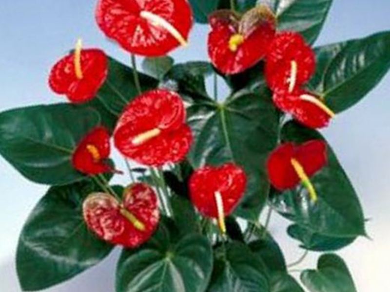 Cara menanam anthurium