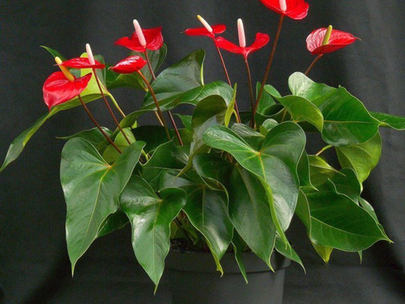 Varietà di varietà di anthurium